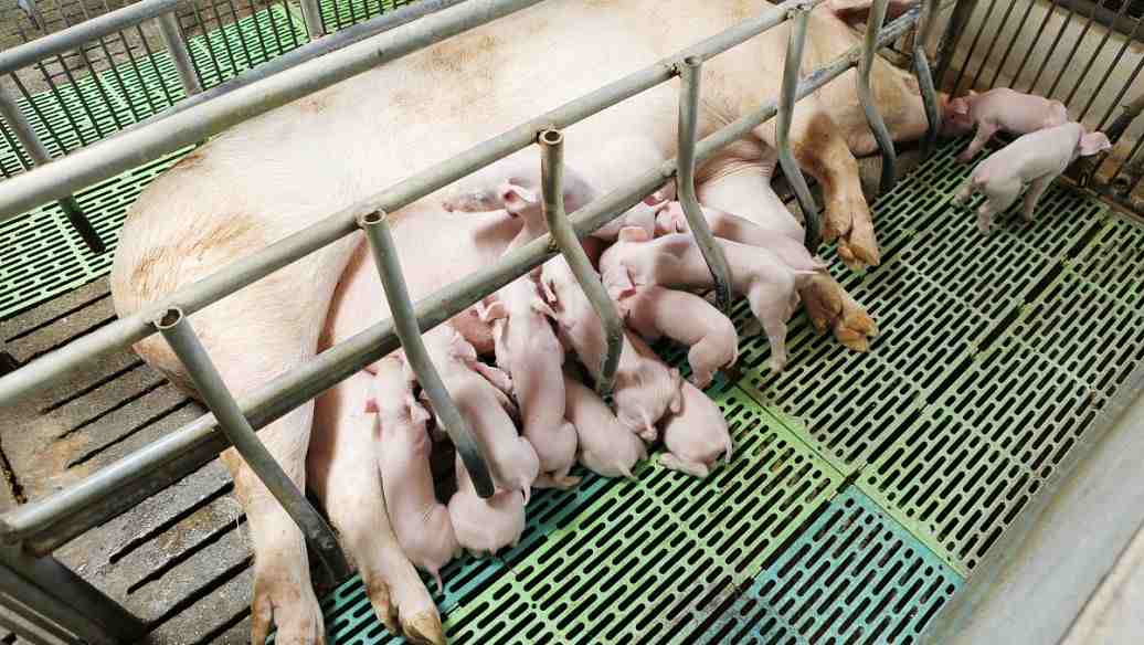 养猪场污水处理设备一套要多少钱费用(养猪场的排污一般怎么处理) 养猪场污水处理设备一套要多少钱费用(养猪场的排污一般怎么处理)