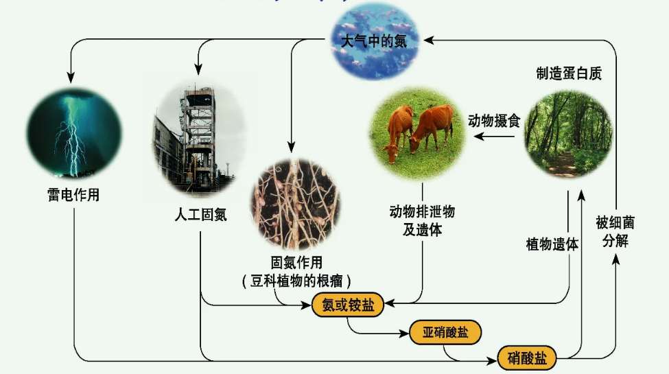 有机氮怎么转化为氨氮方法(氨氮是有机氮还是无机氮) 有机氮怎么转化为氨氮方法(氨氮是有机氮还是无机氮)